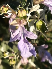 Teucrium fruticans
