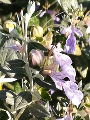 Teucrium fruticans