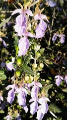 Teucrium fruticans