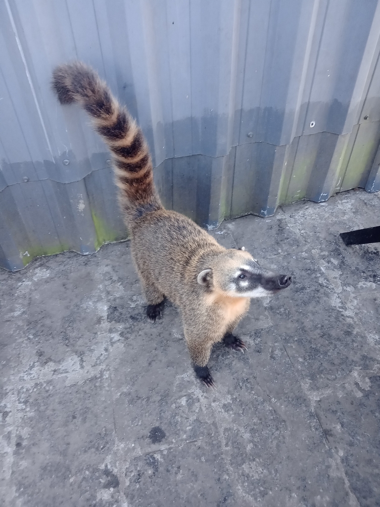 South American Coati