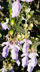 Teucrium fruticans