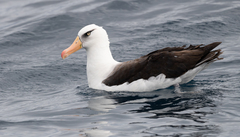 Black-Browed Albatross photo 2