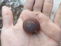 Ariophantidae