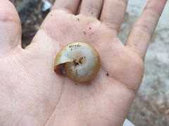 Ariophantidae