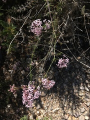 Asperula hirsuta