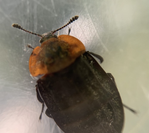 Oiceoptoma thoracicum