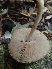 Pluteus readiarum
