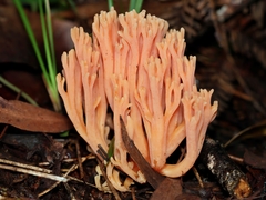 Ramaria samuelsii