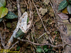 Scopula propinquaria