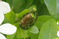 Cetonia aurata
