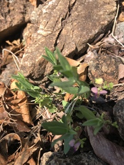 Polygala sphenoptera sphenoptera