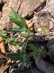 Polygala sphenoptera sphenoptera