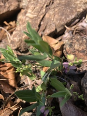 Polygala sphenoptera sphenoptera