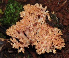 Ramaria anziana
