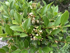 Syzygium elliptifolium