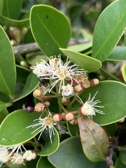 Syzygium elliptifolium