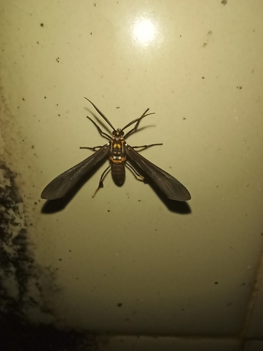 Horama panthalon viridifusa