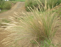 Aristida junciformis