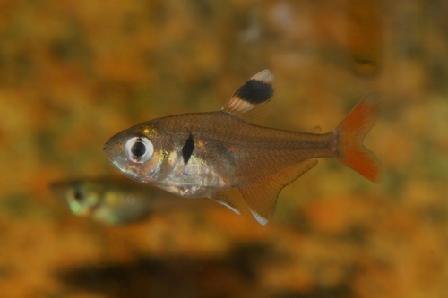 Hyphessobrycon simulatus — Characidae — 4