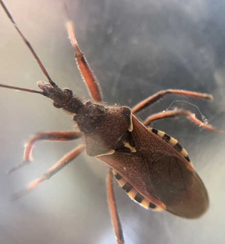Rhynocoris erythropus