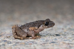 Fujian Asian Toad photo 1