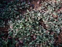 Phacelia hydrophylloides