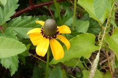 Rudbeckiinae