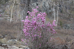 Rhododendron ledebourii