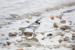 Motacilla alba personata