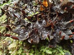 Peltigera dolichorhiza