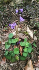 Soldanella montana