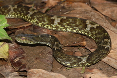Guianan Green Snake photo 4