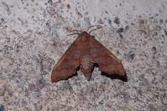 Cypoides chinensis
