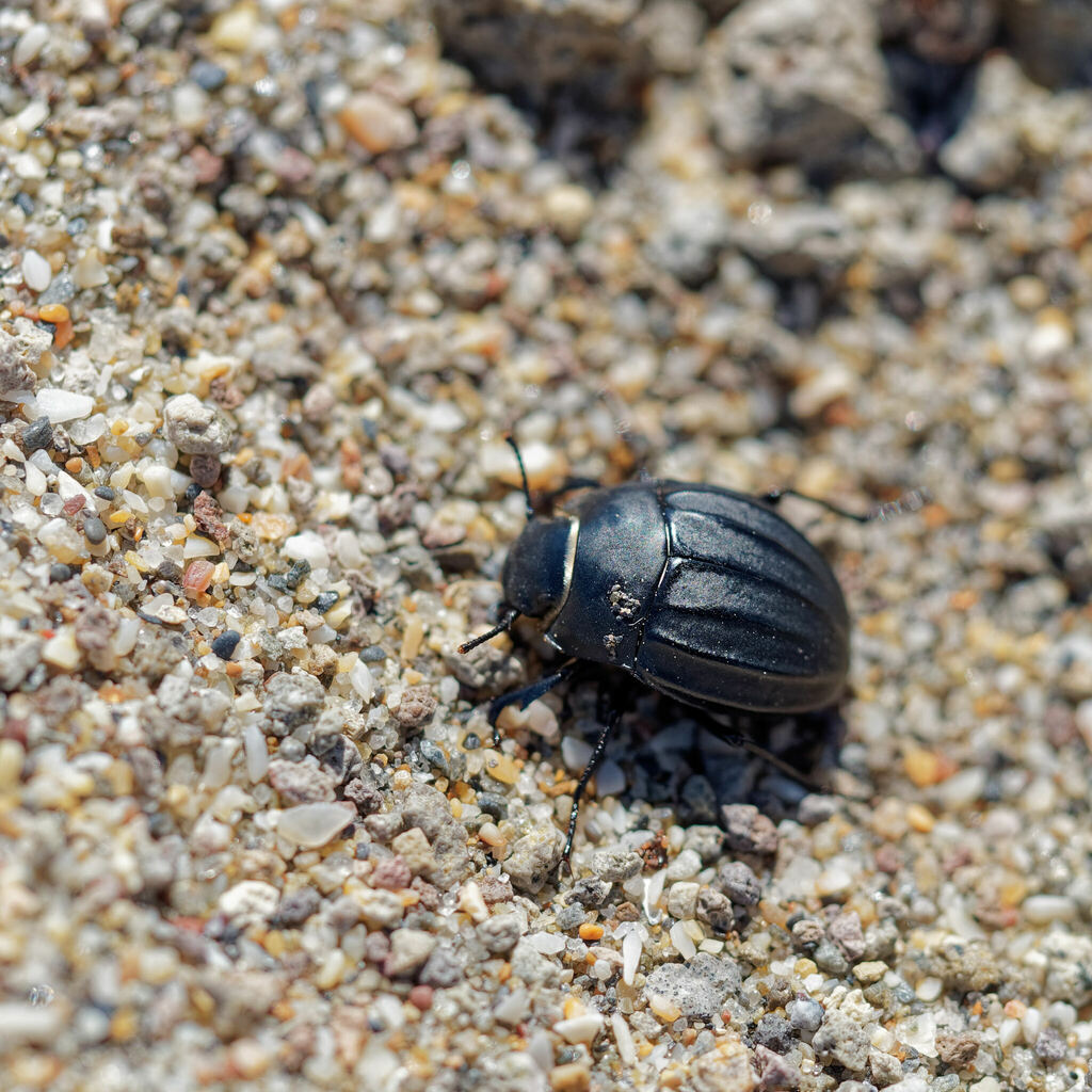 Erodius carinatus