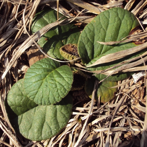 Dorstenia brasiliensis
