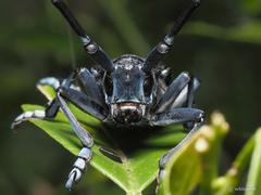 Anoplophora chinensis