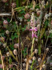Anacamptis sancta
