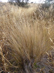 Festuca novae-zelandiae