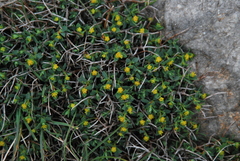 Euphorbia spinosa