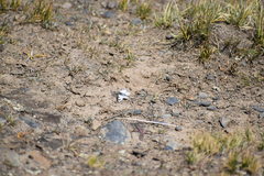 Phulia nymphula