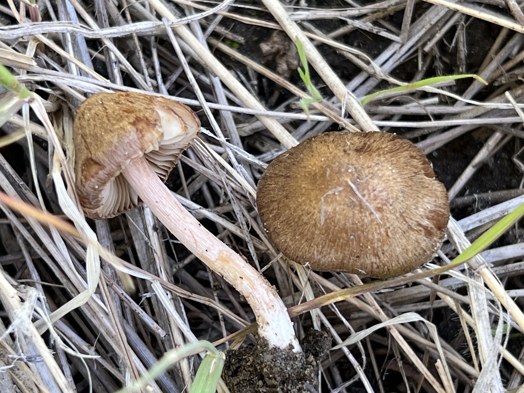 Inocybe involuta from Boise County, ID, USA on May 10, 2024 at 10:07 AM ...