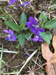 Viola sagittata