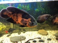 Astronotus