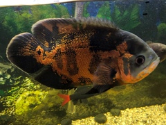 Astronotus
