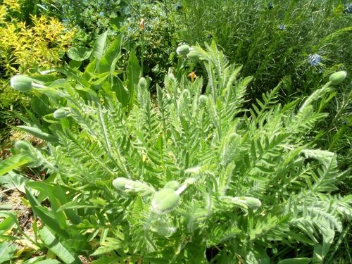 Papaver orientale iNat (2)