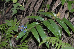 Alpinia arundelliana
