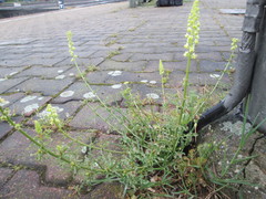 Reseda lutea