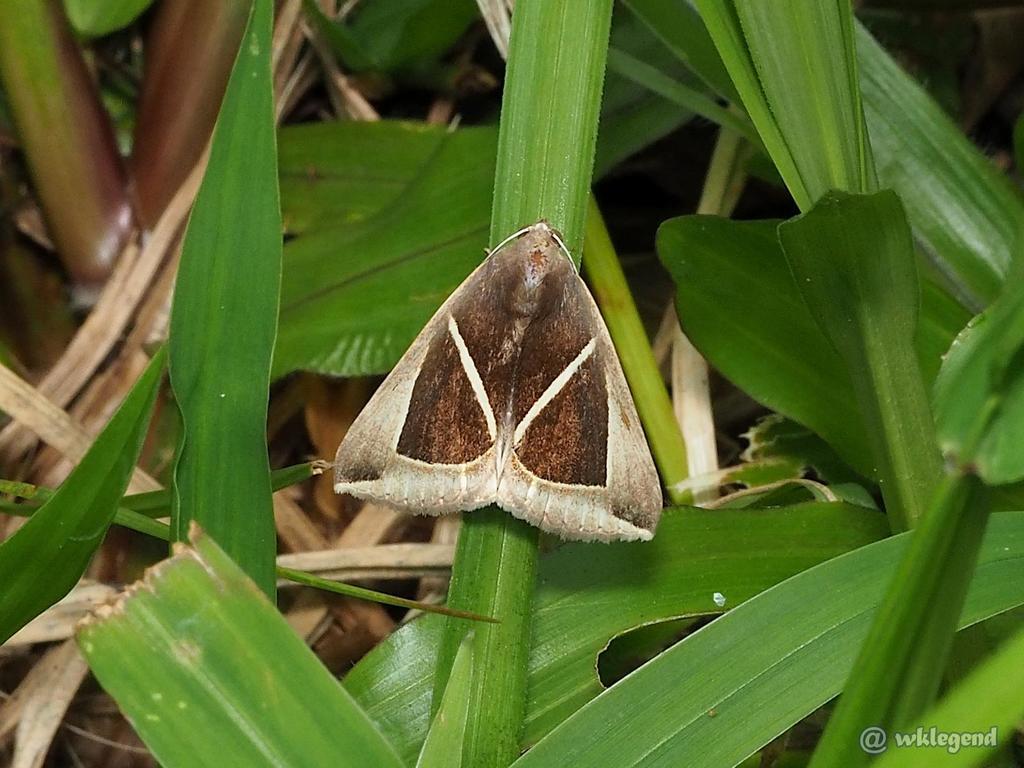 Triangular-striped moth from Sai Kung, HK on May 4, 2019 at 11:14 AM by ...