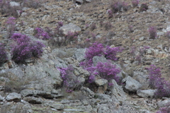 Rhododendron ledebourii