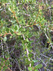 Ceanothus cuneatus cuneatus